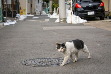 walking cat
