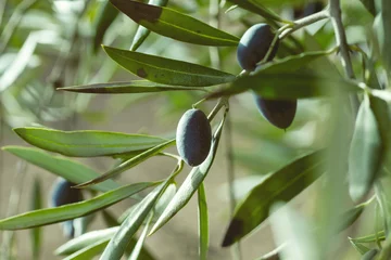 Crédence de cuisine en verre imprimé Olivier Détail d& 39 olives noires en olivier