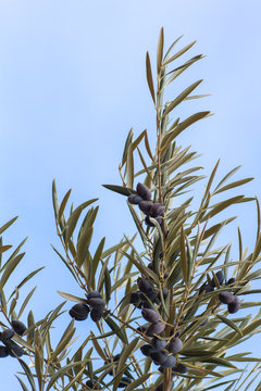 Detail of a branche of picual olive tree with leaves and fruits, blue sky background
