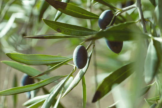 Detail of black olives in olive tree
