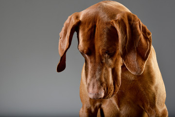 Portrait of an adorable Hungarian vizsla
