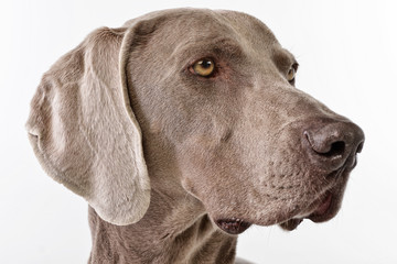 Portrait of an adorable Weimaraner