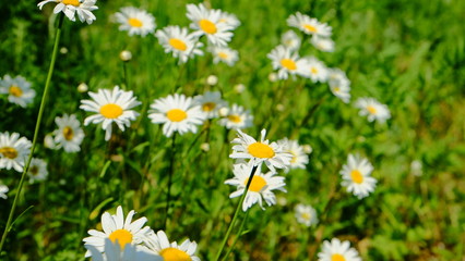 Obraz premium field of daisies