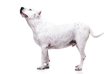 Studio shot of an adorable Dogo Argentino