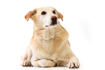 Fototapeta premium Studio shot of an adorable mixed breed dog
