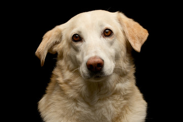 Portrait of an adorable mixed breed dog