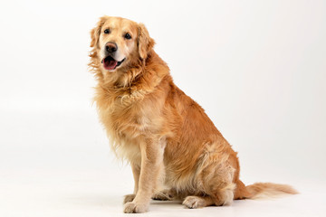 Studio shot of an adorable Golden retriever