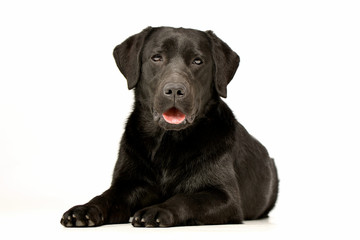 Fototapeta premium Studio shot of an adorable Labrador retriever
