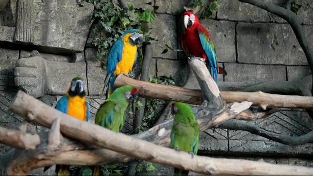 Green-winged macaw and Blue-and-yellow macaw