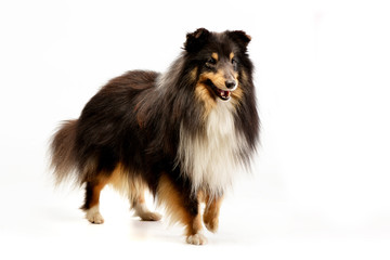 Studio shot of an adorable Sheltie