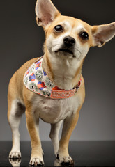 Studio shot of an adorable Chihuahua