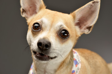 Portrait of an adorable Chihuahua