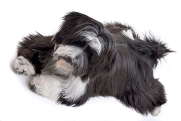 Studio shot of an adorable Tibetian terrier