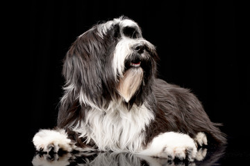 Studio shot of an adorable Tibetian terrier