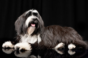 Studio shot of an adorable Tibetian terrier