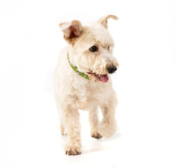 Studio shot of an adorable mixed breed dog