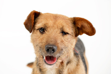 Portrait of an adorable mixed breed dog