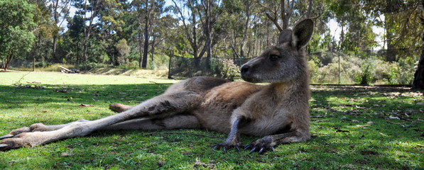 Cool kangaroo in Tasmania, Australia