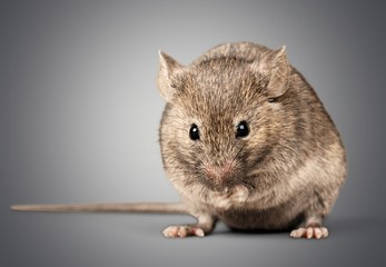 Gray small cute mouse on wooden background
