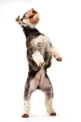 An adorable miniature schnauzer standing on hind legs
