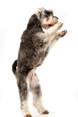 An adorable miniature schnauzer standing on hind legs