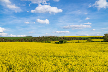 Obraz premium Yellow rapeseed field under blue sky