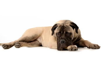 Studio shot of an adorable Bull mastiff
