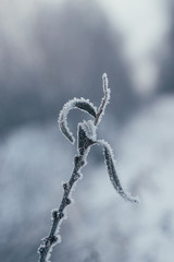 leaves in frost