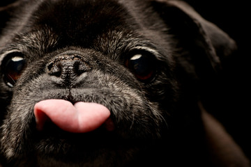 Portrait of an adorable Mops (or Pug)