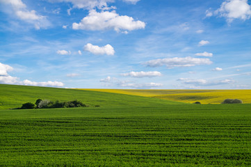 Fototapeta premium Yellow rapeseed field under blue sky