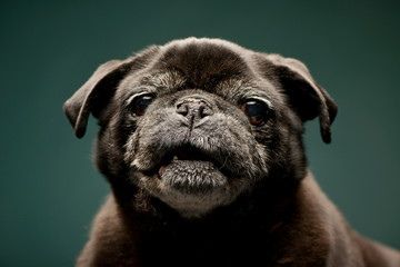 Portrait of an adorable Mops (or Pug)