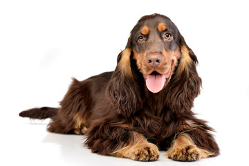 Studio shot of an adorable English Cocker Spaniel © kisscsanad