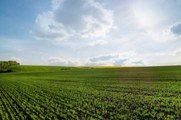 Fototapeta na wymiar Yellow rapeseed field under blue sky