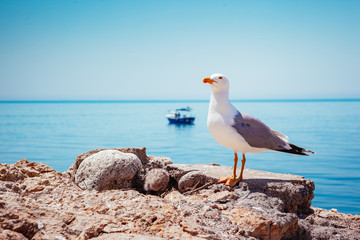 Bird's Nest on the Atlantic ocean. Unique pictures of wildlife.