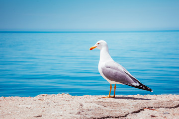Obraz premium Bird's Nest on the Atlantic ocean. Unique pictures of wildlife.