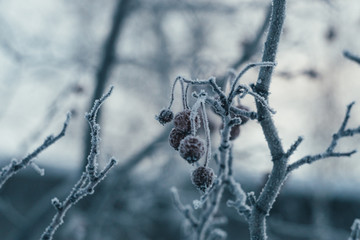 apples in frost