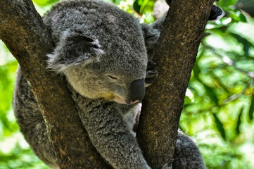 A sleepy Koala in Sydney Zoo
