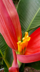 Red banana flower 