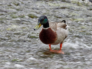 Duck on the banks of the Júcar river, in the town of Alcalá del Júcar, Albacete Spain