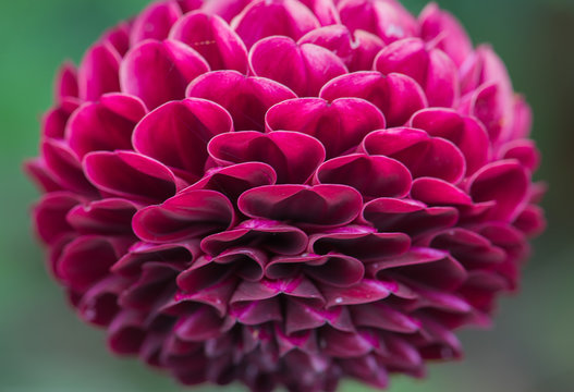 dahlia rocco