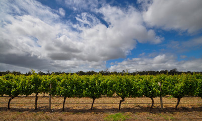 Fototapeta na wymiar Vines on a sunny day in Margaret River, Western Australia