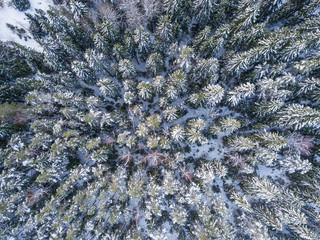 aerial view of the winter snow forest of Karelia 