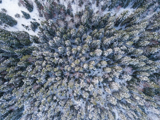 aerial view of the winter snow forest of Karelia 