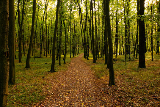 Autumn scene with leaves covered trail in middle of forest.