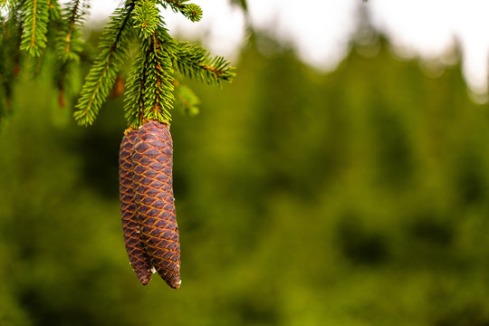Fototapeta Pine cones branch view. Close up pine cones tree branch. Pine cones scene.