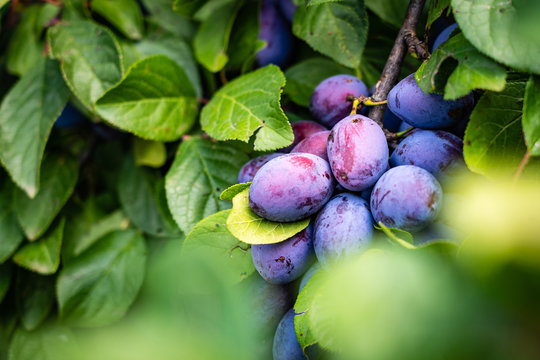 The fruits of blackthorn (Prunus spinosa). Prunus spinosa berries ready for harvest.