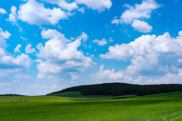 Green field and blue sky.