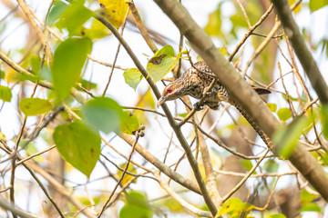 Female Asian Koel perching on Bo tree