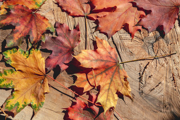 Obraz premium Beautiful autumn leaves on a wooden board. Still life. Background.