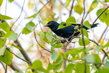 Male Asian Koel perching on Bo tree